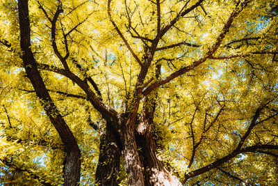 Low angle view of autumnal tree