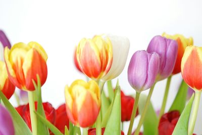 Close-up of multi colored tulips