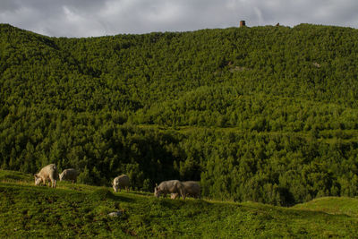 Sheep grazing on field