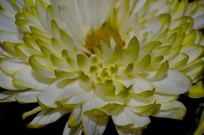 Close-up of yellow flower blooming outdoors
