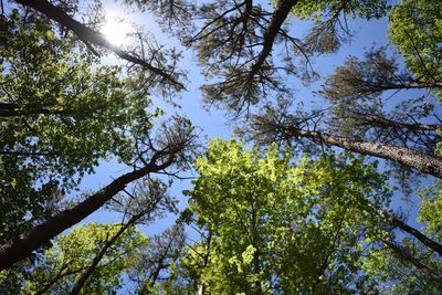 Low angle view of trees against sky