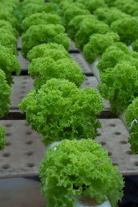 Hydroponic green oak lettuce growing in greenhouse at cameron highlands, malaysia