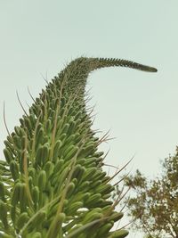 Low angle view of plants