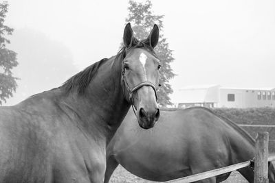 Close-up of horse in ranch against sky