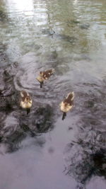 High angle view of ducks swimming in lake