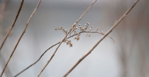 Close-up of flowers on branch