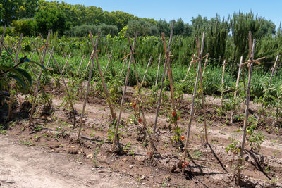 Plants growing on field