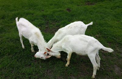 High angle view of white sheep on field