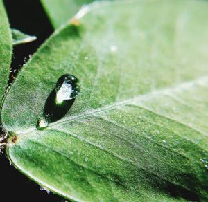 Close-up of insect on plant