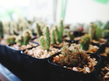 Close-up of potted plant