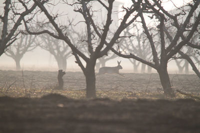 Rabbit running amidst bare trees in forest