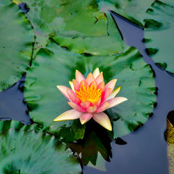 Close-up of lotus water lily in lake