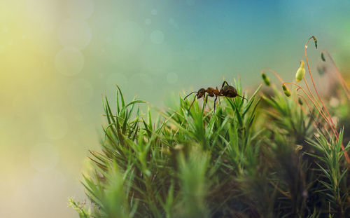 Close-up of insect on grass