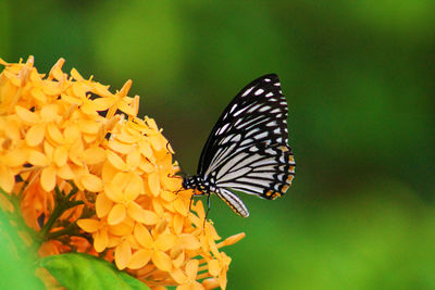 Close-up of butterfly pollinating on flower