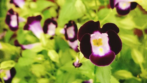 Close-up of purple flowers