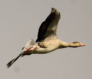 Close-up of bird flying against clear sky