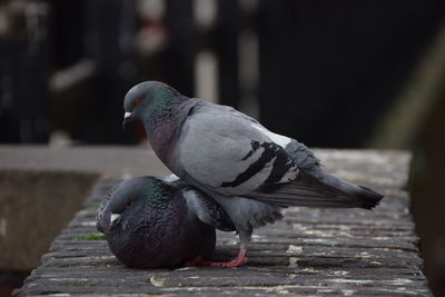 Close-up of bird perching on retaining wall