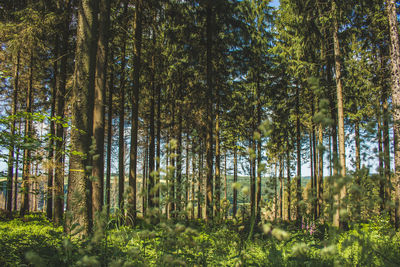 Pine trees in forest