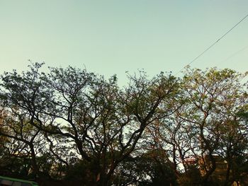 Low angle view of trees against clear sky