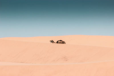 Camel walking on desert against clear sky during sunny day