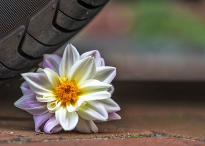 Close-up of white flower