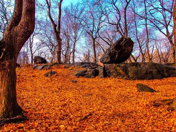Bare trees on landscape against sky