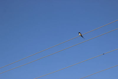 Low angle view of bird perching on cable against clear blue sky