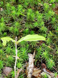 High angle view of succulent plant on field