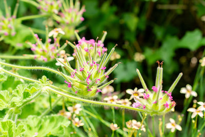 plant