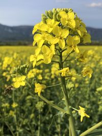 Close-up of yellow flowering plant