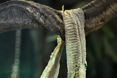 Close-up of rope tied up on branch