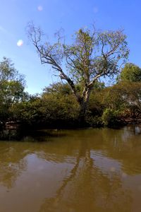 Reflection of trees in calm river