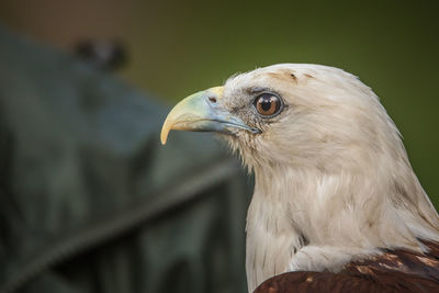 Close-up of kite