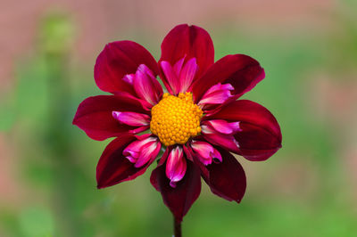 Close-up of dahlia blooming at park