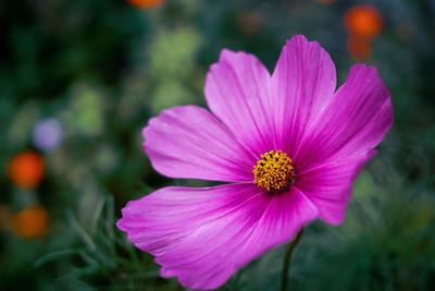Close-up of pink cosmos flower