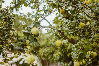Close-up of fruits pears growing on tree