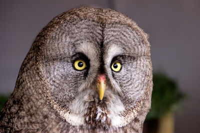 Portrait of owl