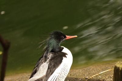 Close-up of bird perching on a lake