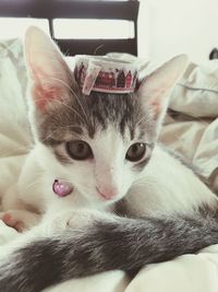 Portrait of kitten on bed at home