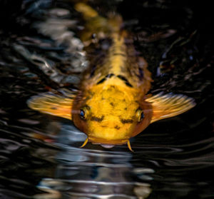 Close-up of yellow swimming in lake