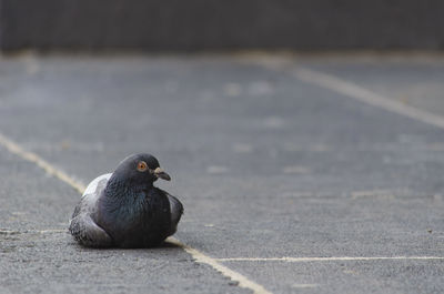 Pigeon perching on road