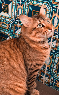 Close-up of a cat looking away