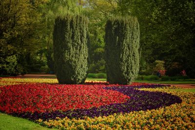 Multi colored tulips in park
