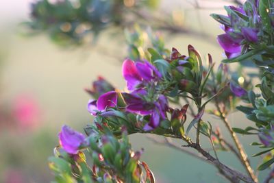 Close-up of pink flowering plant