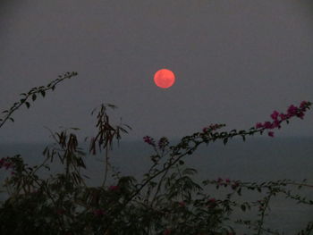 Low angle view of silhouette tree against sky at night
