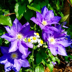 Close-up of purple flower