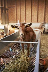 Cow standing in a pen