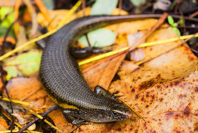 High angle view of a lizard on a land