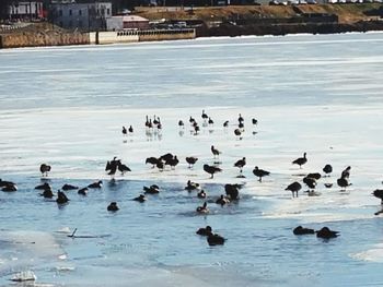 Birds swimming in lake during winter