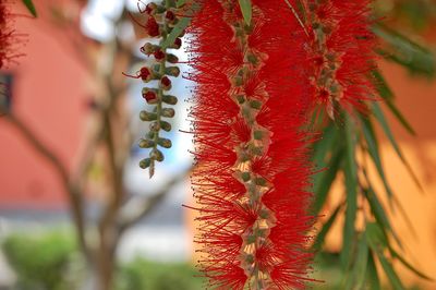 Close-up of red berries growing on tree